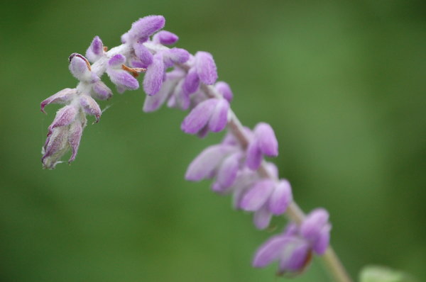 c0089123_20361550.jpg