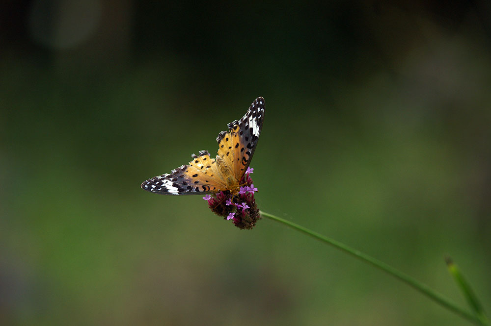 d0089024_2224216.jpg