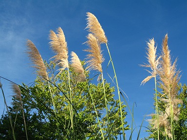 b0086427_1024160.jpg