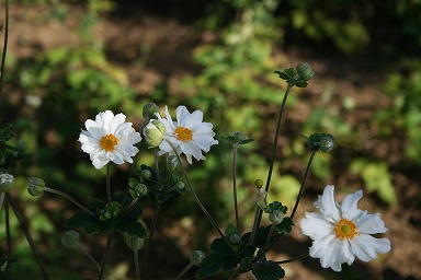 b0086427_1033036.jpg