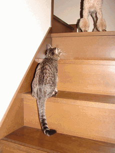 c0136736_18435480.gif