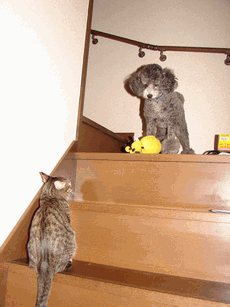 c0136736_1844201.gif