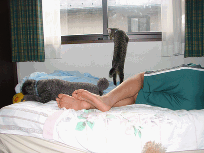 c0136736_18523697.gif
