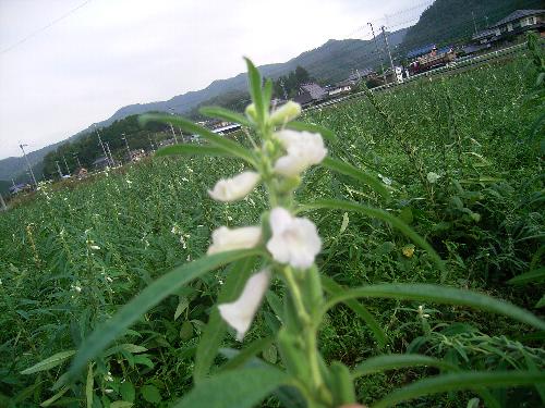 c0072843_2085748.jpg