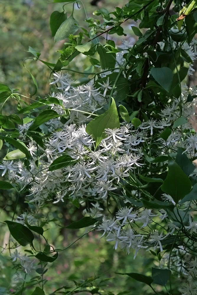 a0083081_16353278.jpg