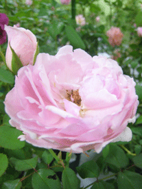 a0062983_13333253.gif
