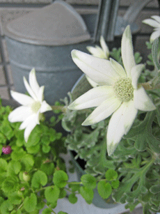 a0062983_13392311.gif
