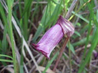 c0105785_10135332.jpg