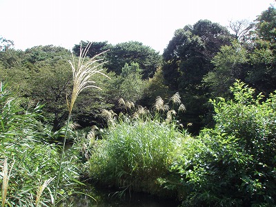 c0105785_1055655.jpg