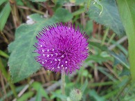c0105785_1091279.jpg
