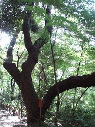 c0105785_9593582.jpg