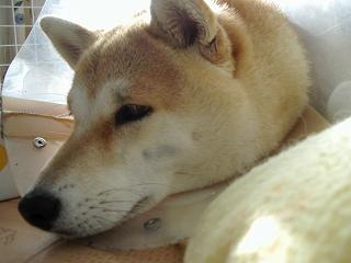 f0081594_931621.jpg