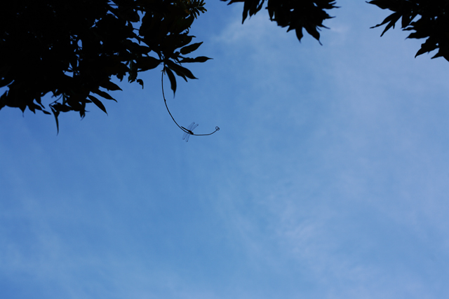 a0008508_2114892.jpg