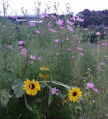 f0068511_20121232.jpg