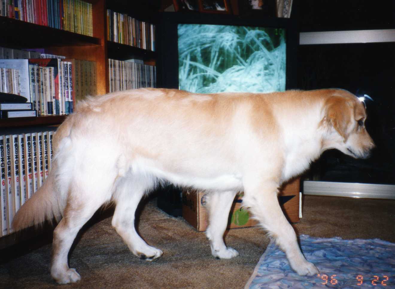 f0127523_1451682.jpg