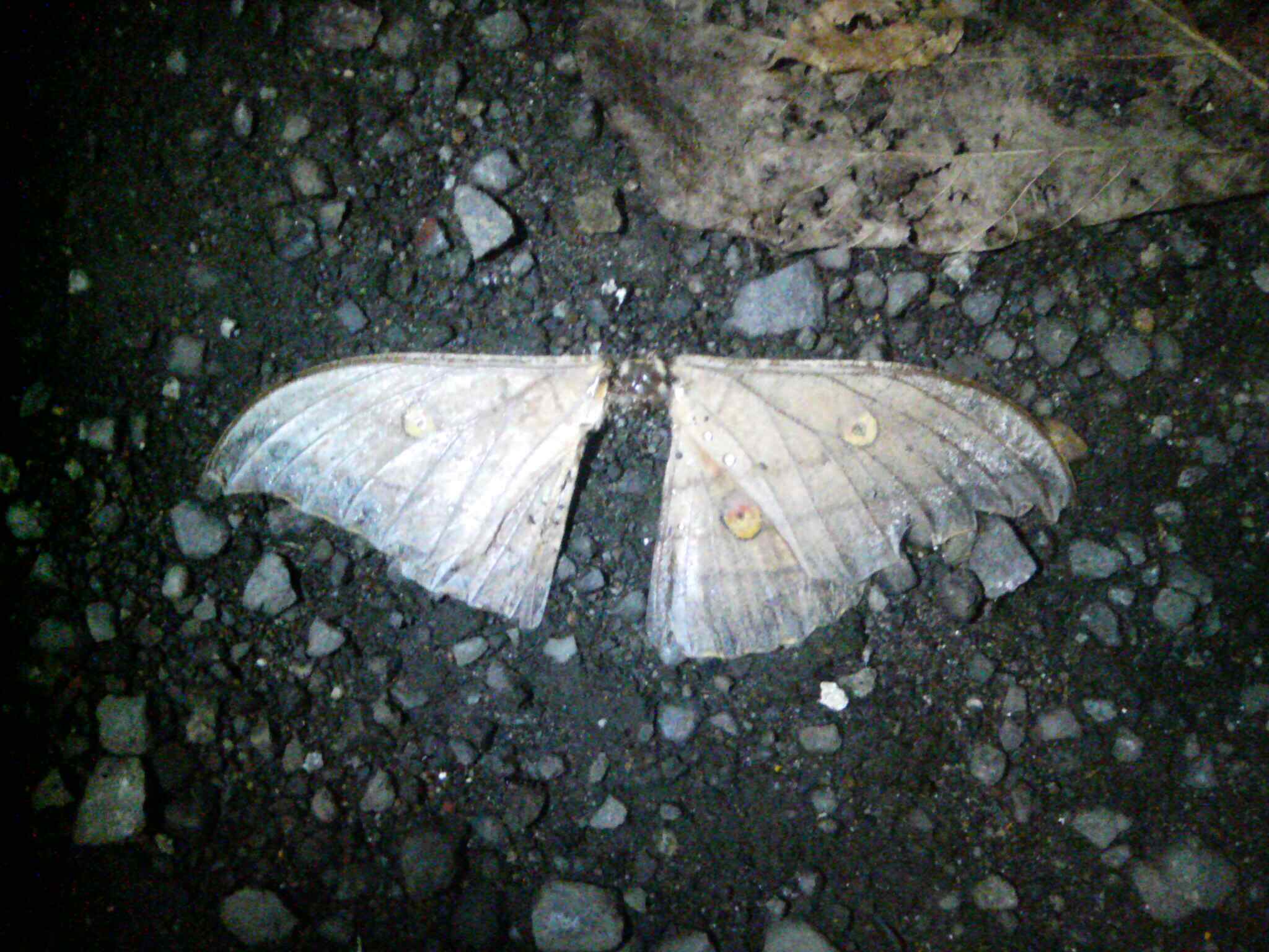 e0065734_3395610.jpg