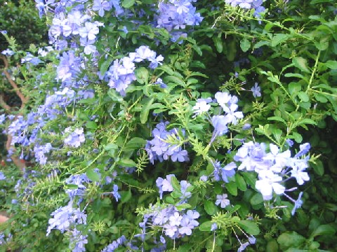 e0031572_8482076.jpg