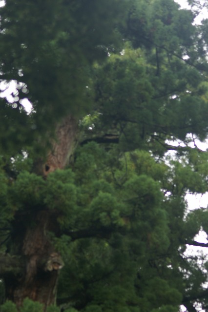 d0079278_1605791.jpg