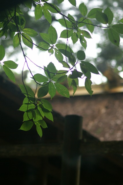 d0079278_1665111.jpg