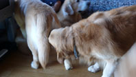 c0096393_22151096.jpg
