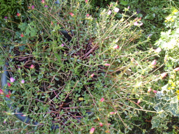f0130894_23214795.jpg