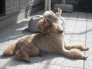 c0136736_22294647.gif