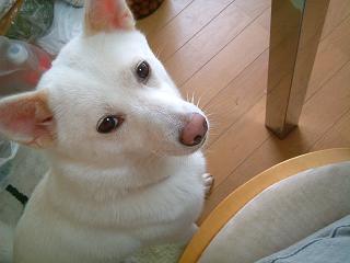 c0026843_2335561.jpg