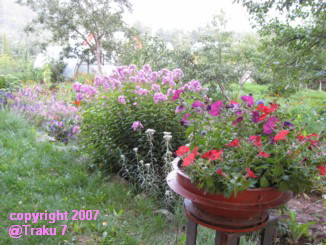 c0025346_421470.jpg