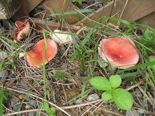 e0126046_21523573.jpg