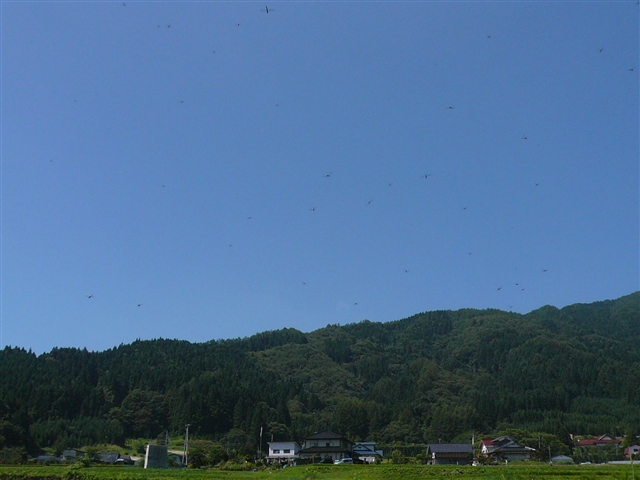 b0072651_4382011.jpg