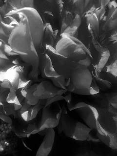 f0100480_2035960.jpg
