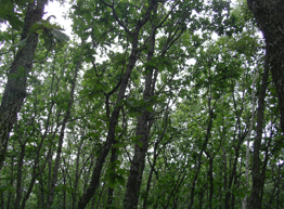 b0032694_19512456.gif
