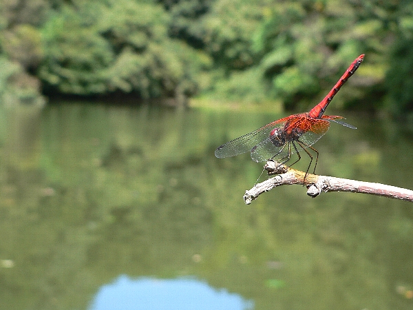 e0002314_1555570.jpg