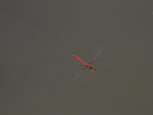e0002314_1556621.jpg