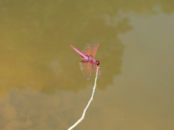 e0002314_1611866.jpg