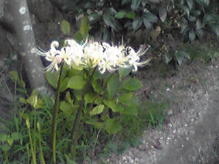 b0053444_20423641.jpg