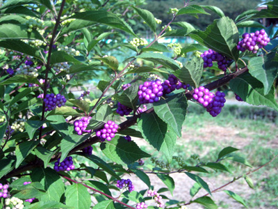d0104044_1455379.jpg