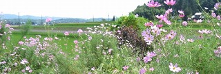 e0041168_14363692.jpg