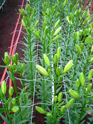 e0097770_2347675.jpg