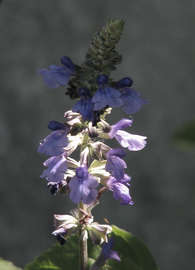 d0050472_20321525.jpg