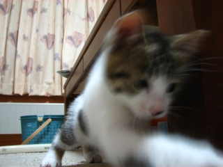 f0020302_22225382.jpg