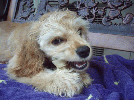 c0128303_0232331.gif