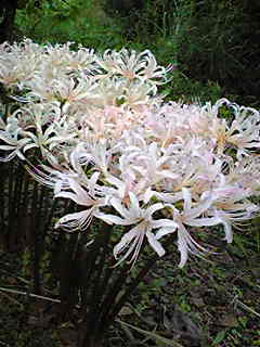 c0103205_1926178.jpg