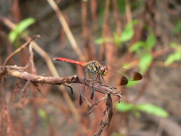 e0002314_16523239.jpg