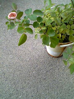 e0092614_11591750.jpg