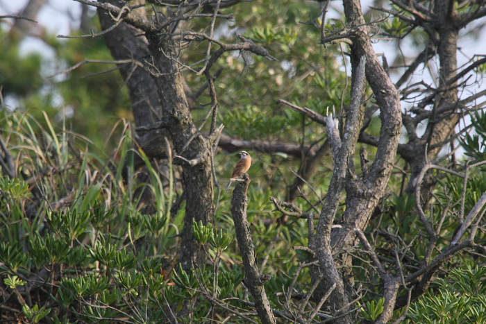 c0104226_21263155.jpg