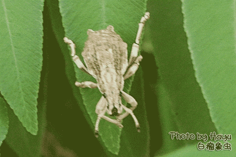 a0059328_23231989.gif