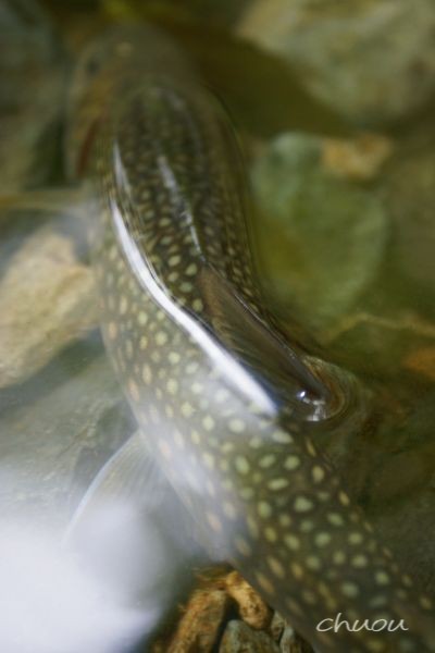 f0146531_08766.jpg