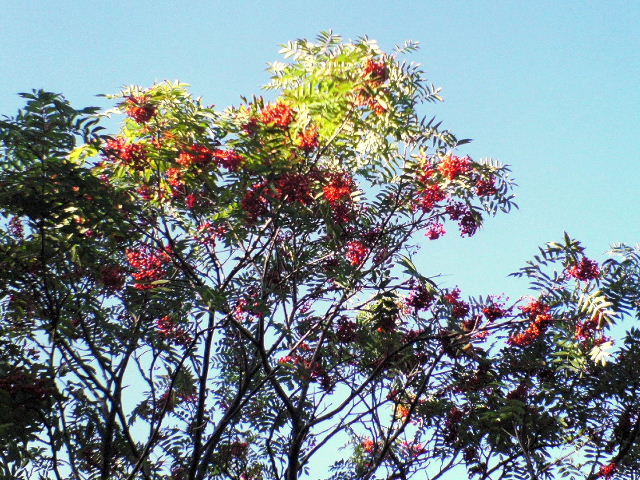 e0064133_15213388.jpg