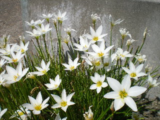 c0118352_3451777.jpg